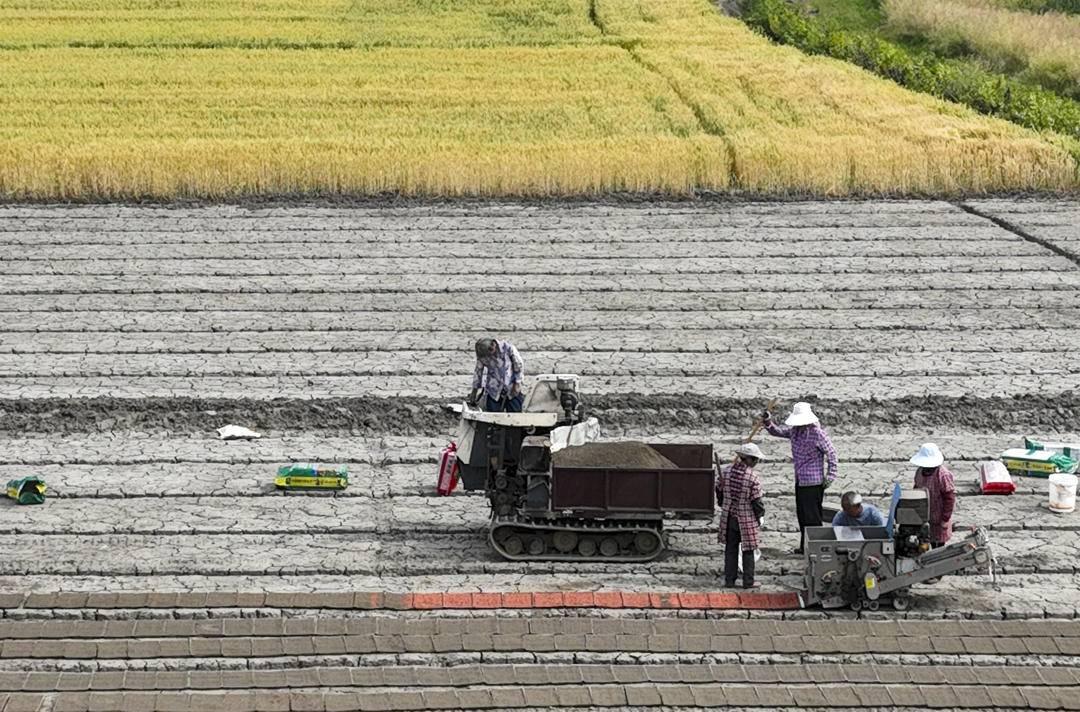 江苏最新水稻种品种